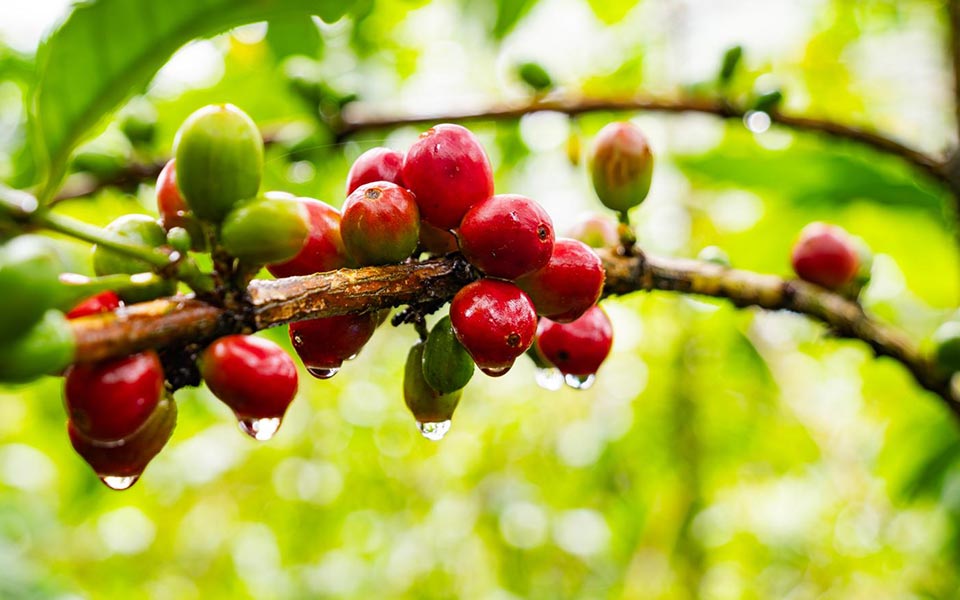 Estudio de mercado para café en Emiratos Árabes Unidos y Arabia Saudita